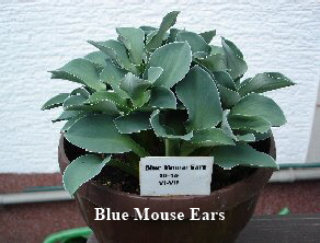 Funkie - Blue Mouse Ears